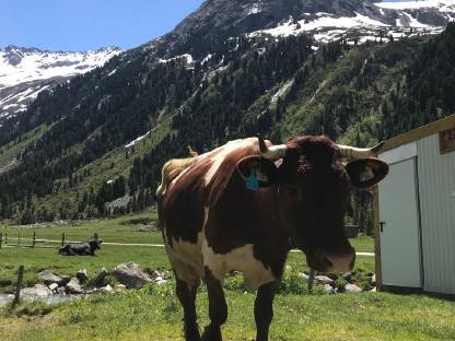 2 Bio Pinzgauer Kühe mit Horn