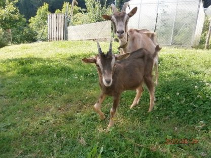 Bild 3:Ziegenkitz