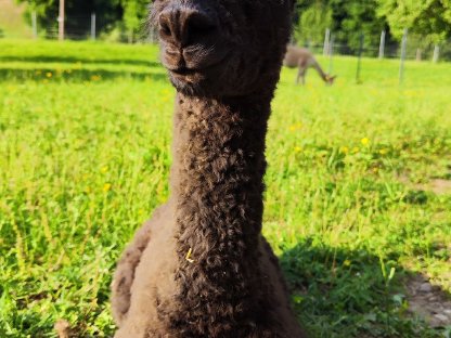 Bild 3:Alpaka, Alpakastuten, Alpakas