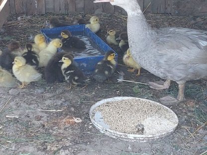 Bild 2:Babyenten aus Naturbrut