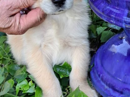 Golden Retriever Welpen - reinrassig - mit Ahnentafel