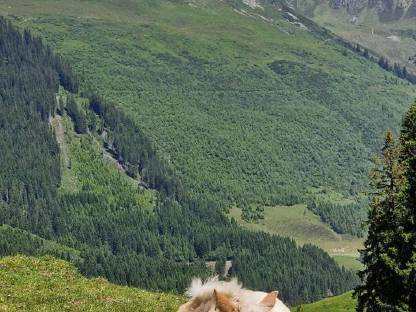 Bild 3:Schönes Haflinger-Stutfohlen