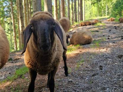 Verkaufe Braune Bergschafe