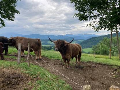Bild 4:VERKAUFT! Hochlandrind-Zuchtstier, BIO