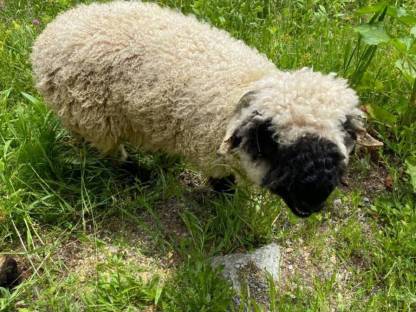 Walliser Schwarznasenschaf
