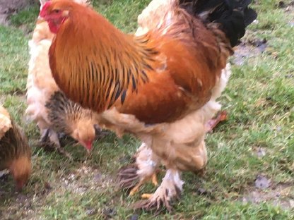 Bild 5:Gänse, Wyandotten, Brahma, Zwergseidis, Amrocks, Bruteier