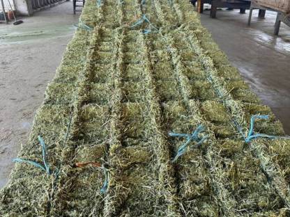 Bild 2:Heu, Klee, heißluftgetrocknet