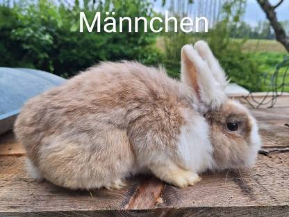 Löwenkopf Hasen