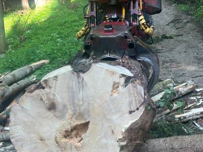 Bild 4:Wanderfalke 3 t