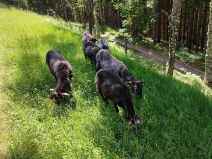 Bild 5:Krainer Steinschafe, Mutterschafe und Lämmer