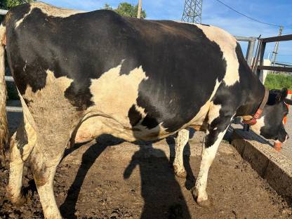 Verkaufe trächtige 2. Kalbskuh Holstein