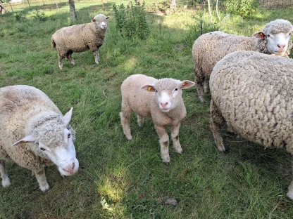 Bild 3:BIO Jungwidder