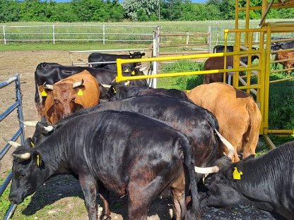 Bild 4:Verkaufe Dexterrinder