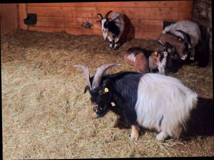 Ziegenzwerg Bock