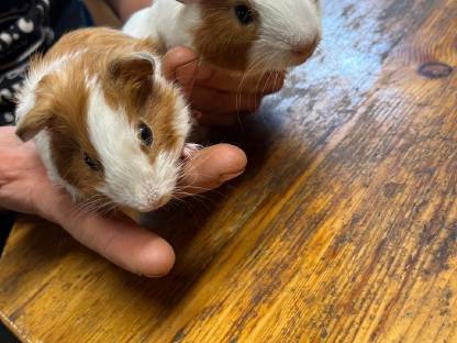 Meerschweinchen