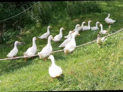 Cherry Valley Ente