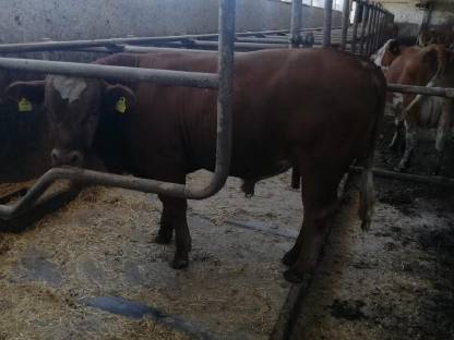 Fleischbetonten Bio Jungstier (FL x Li)