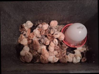 Bild 5:Grünlegerküken