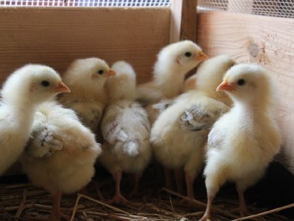 Bild 2:Altsteirer und Sulmtaler Küken zu verkaufen sowie Laufenten