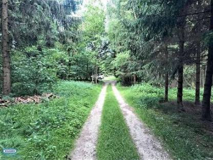 Wald, Waldgrundstück, Forst
