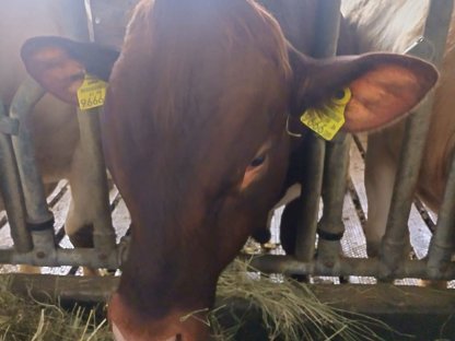 Bild 4:Pinzgauer Stier zu verkaufen