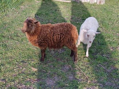 Bild 3:Ouessantschafe