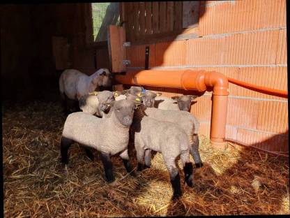 Bild 2:Shropshire-Lämmer männlich