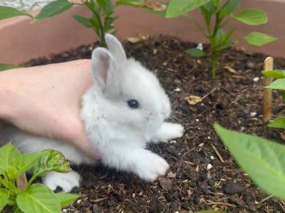 Löwenkopfkaninchen