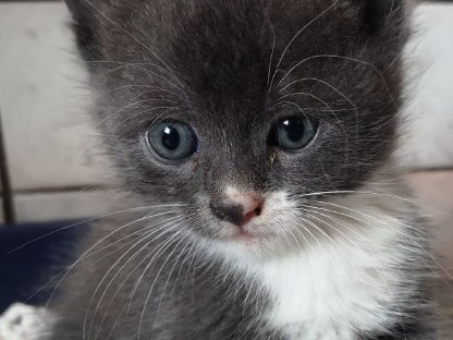 Supersüße Russischblau-Ragdoll-Mix Babys