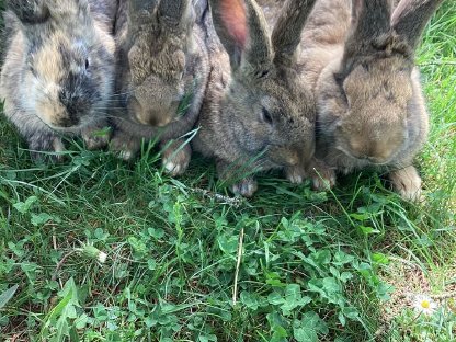 Bild 3:Junge Hasen abzugeben