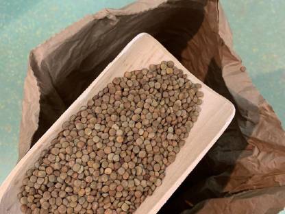 Bild 2:Bio-Tellerlinsen grün