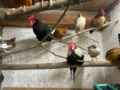 Bild 2:Steinhühner, Steinpipel, Stoapiperl