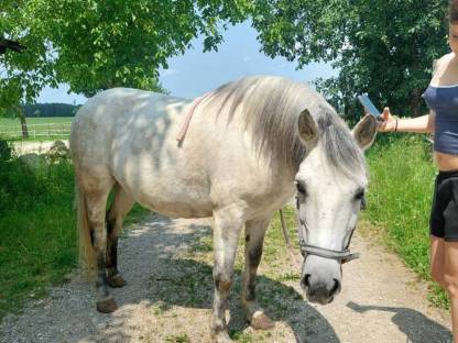 Tolles Ausreitpony mit Handicap