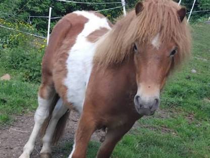 Pony