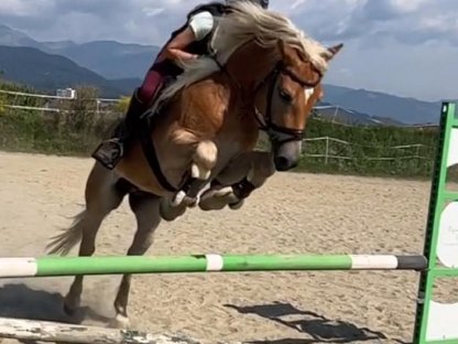 Bild 2:Wunderschöner Sporthaflinger zu verkaufen