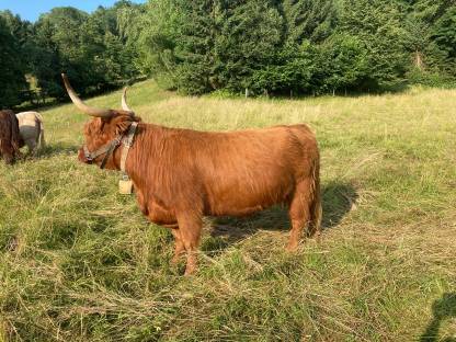 Bild 2:Hochlandrind Kuh
