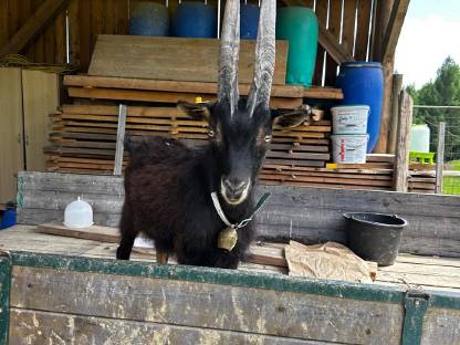 Aosta Bock