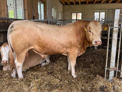 Blonde Aquitaine