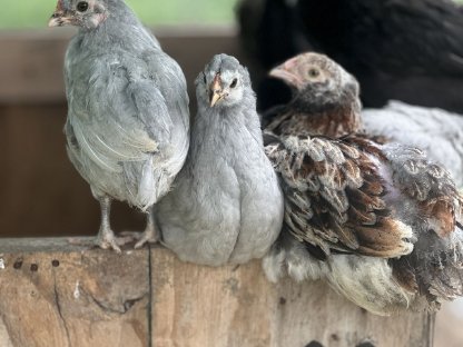 Bild 4:Junghähne abzugeben