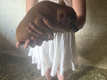 Bild 4:Mini Schweine