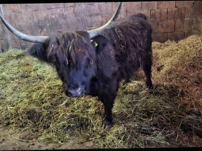Bild 2:Hochlandrind Kuh schwarz