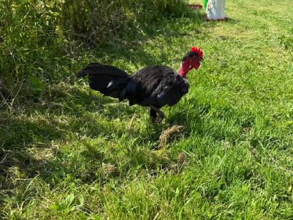 Bild 3:Seidenhahn und Nackthalshahn