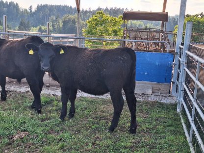 Anguskalbin und Angusochse