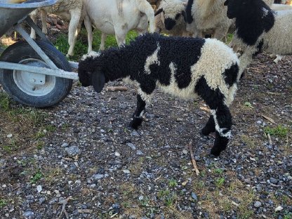 Bild 5:Walliser Schwarznasen Auen