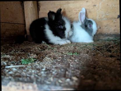 Bild 4:Zwergkaninchen in allen Farben ganzjährig zu vergeben