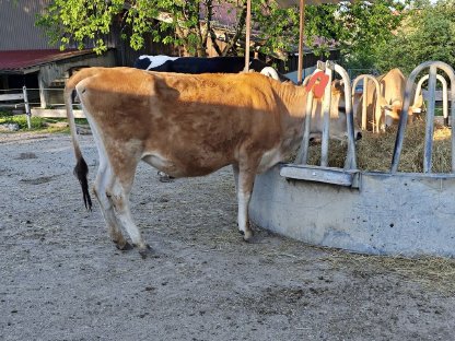 Bild 3:Jersey Kalbin 16 Monate