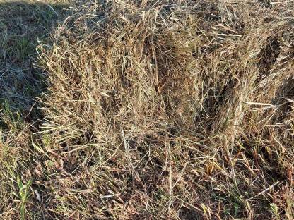 Bild 7:Bio Kleinballen Hochdruckballen