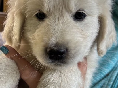 Bild 2:Goldendoodle-Welpen ab sofort abzugeben