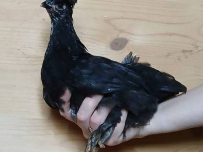 Küken