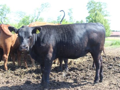 Weibliche Angus Absetzer BIO